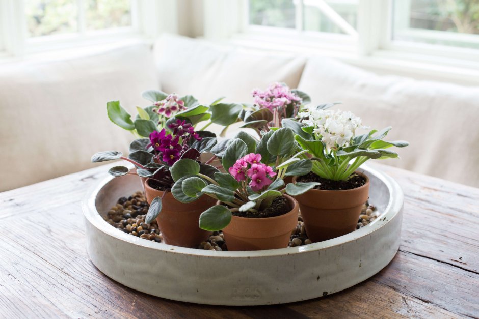 Суккулент Литопс микс