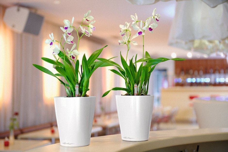 Фиалки в интерьере