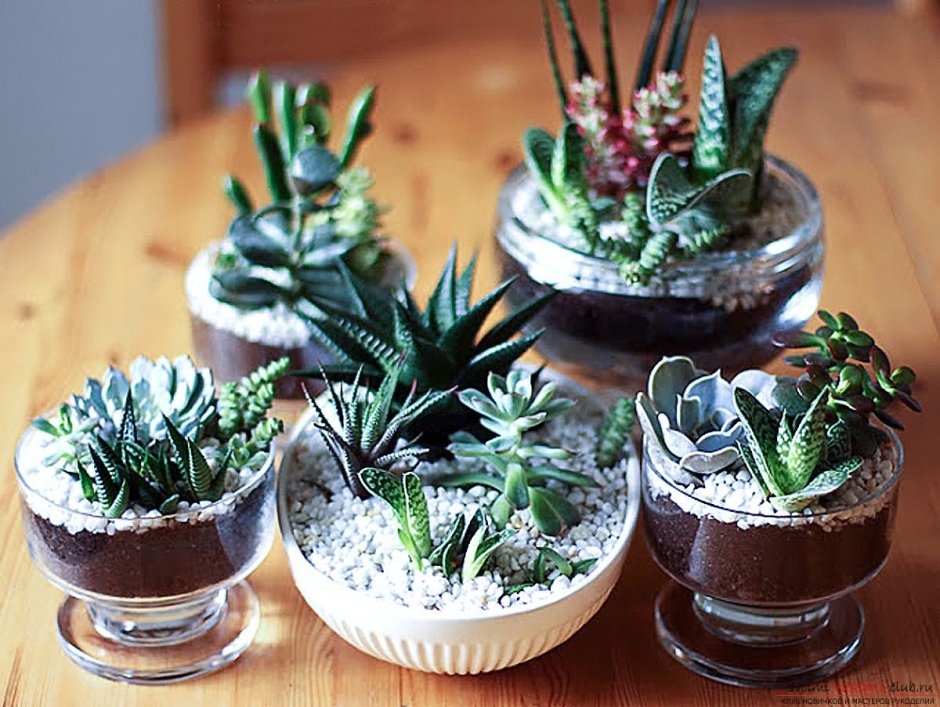 Небольшие комнатные растения