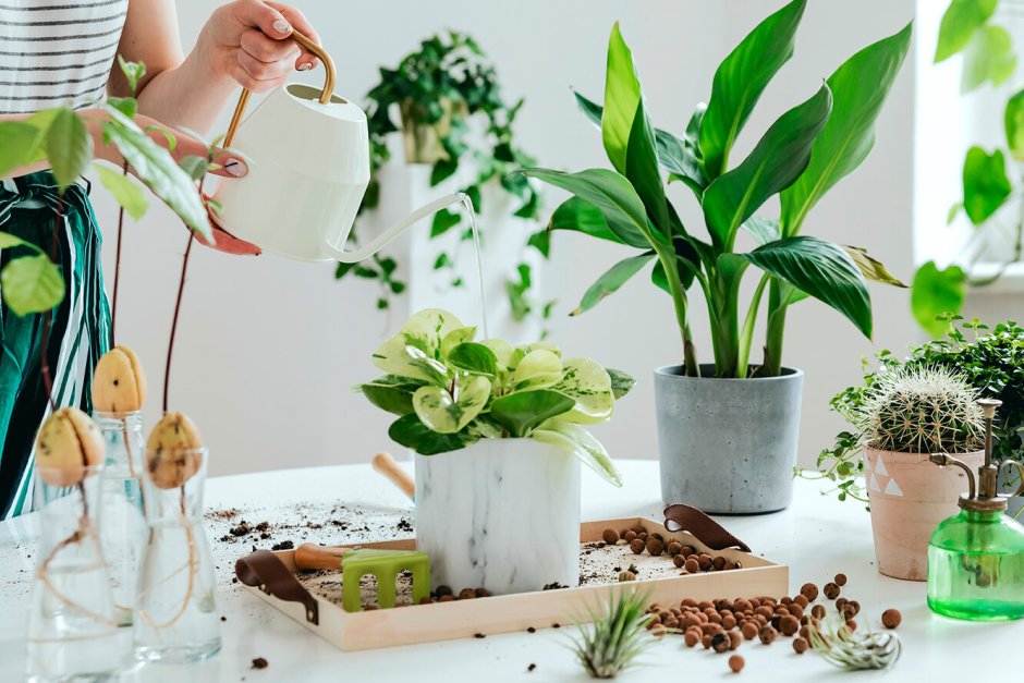 Лечуза для кактусов