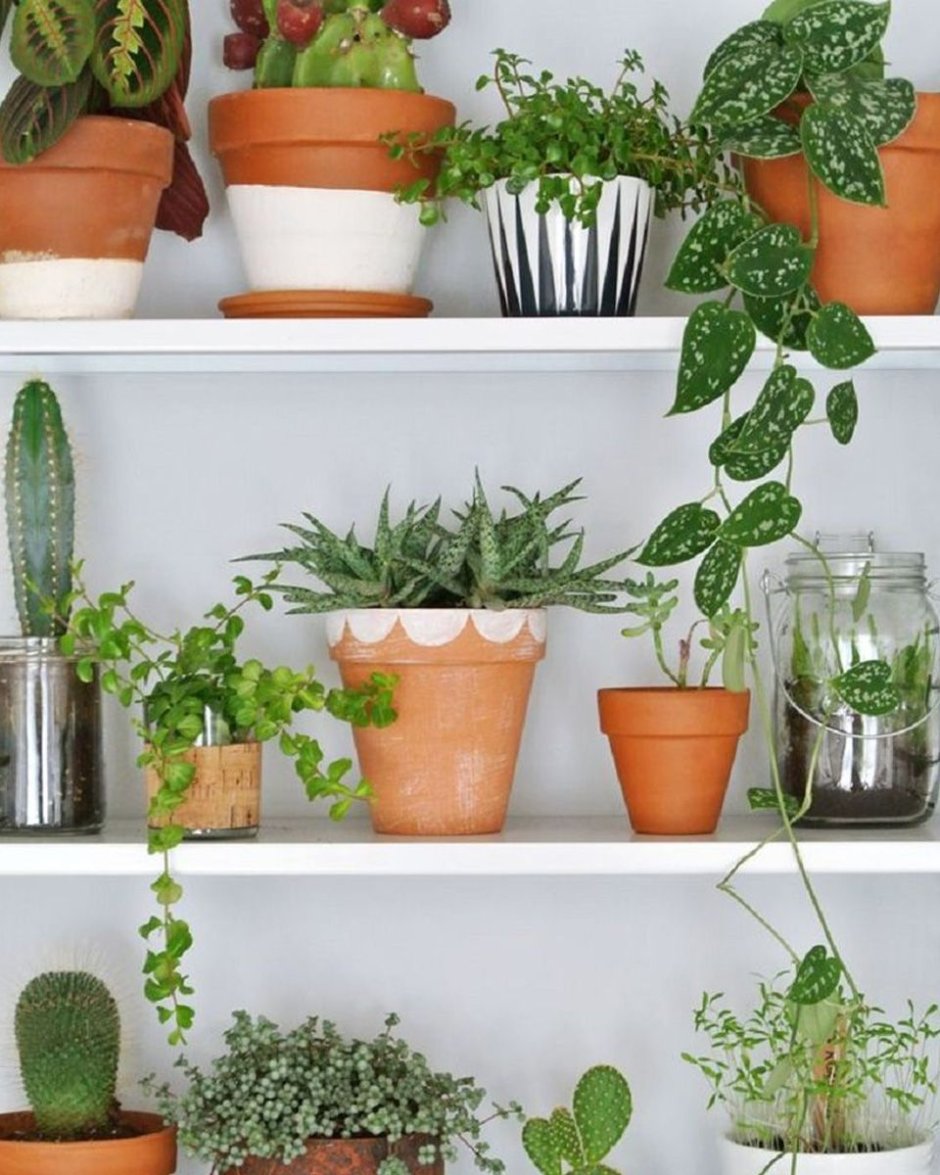 Комнатные цветы в горшках