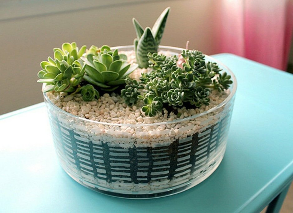 Суккуленты ikea