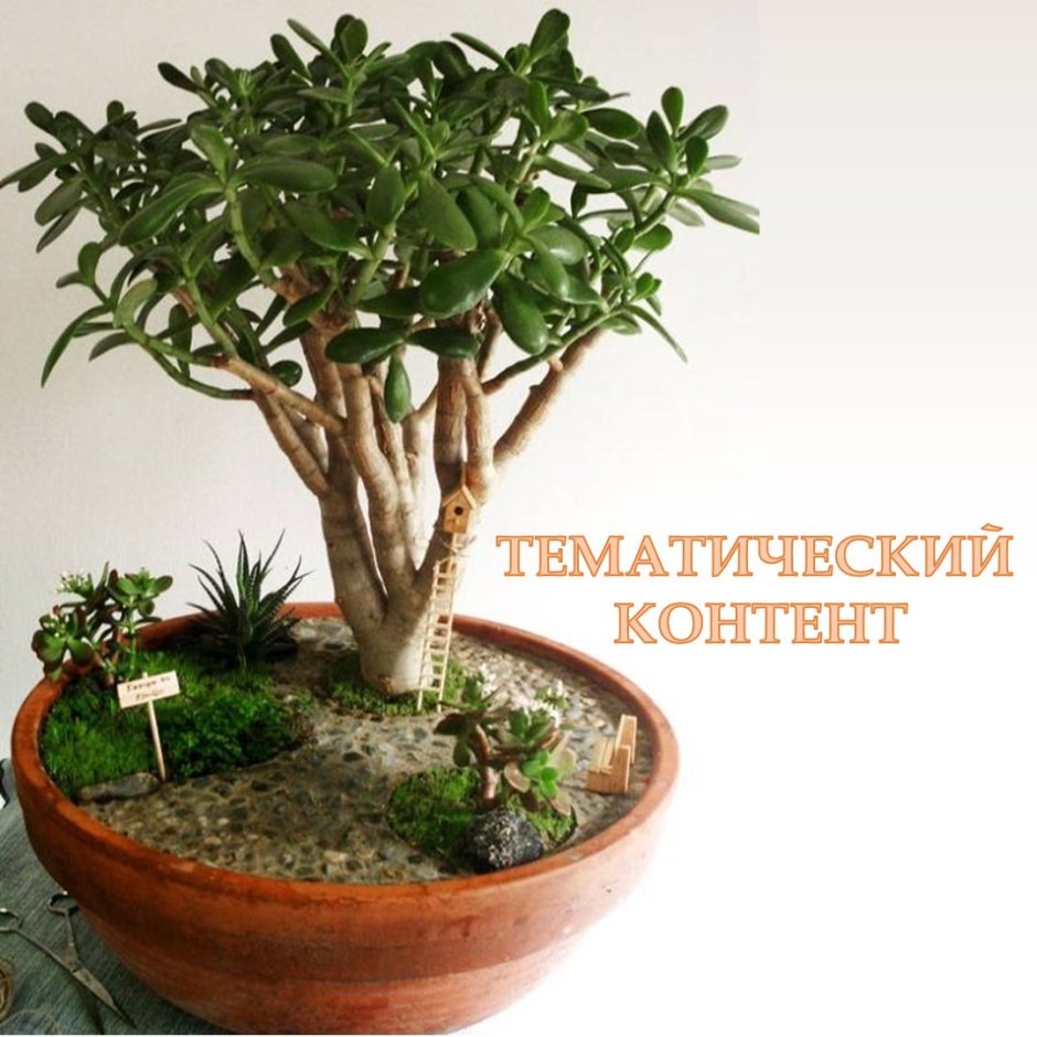 Суккулент Гарденинг