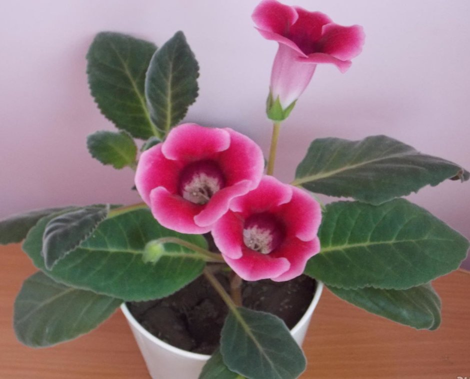 Глоксиния ситцевая сорта