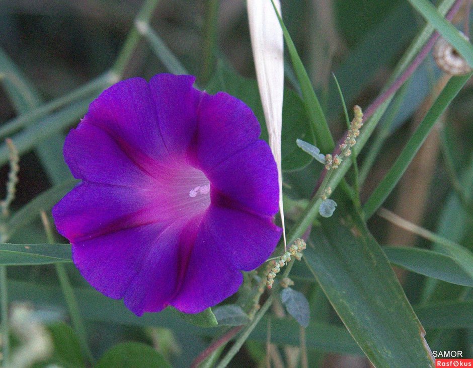 Датура (дурман) белый рыцарь