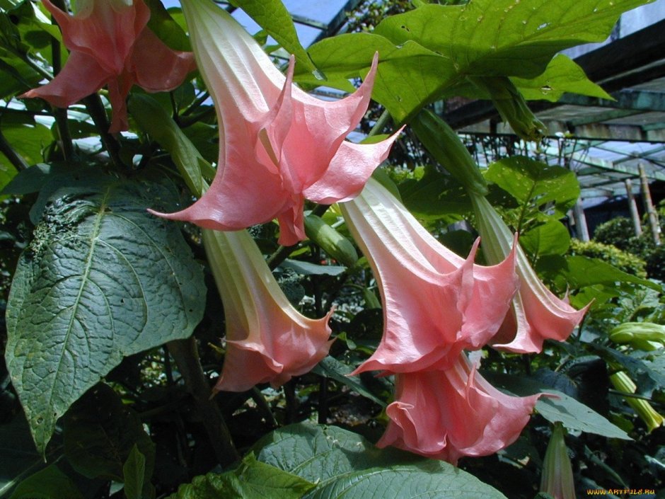 Граммофончики Вьюнки