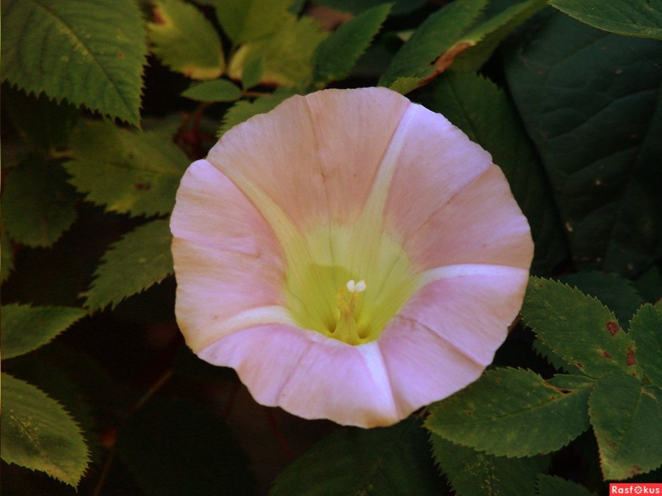 Глоксиния синнингия