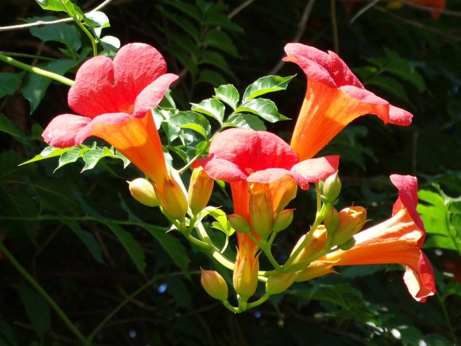 Кампсис радиканс – Trumpet Vine