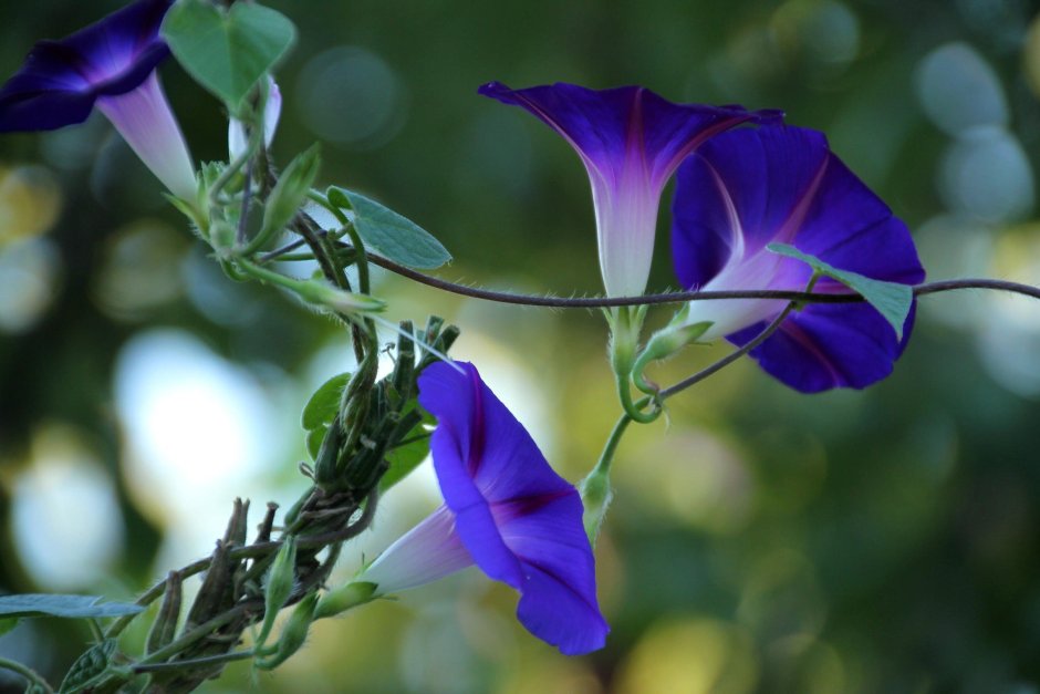 Ипомея Монинг Глори