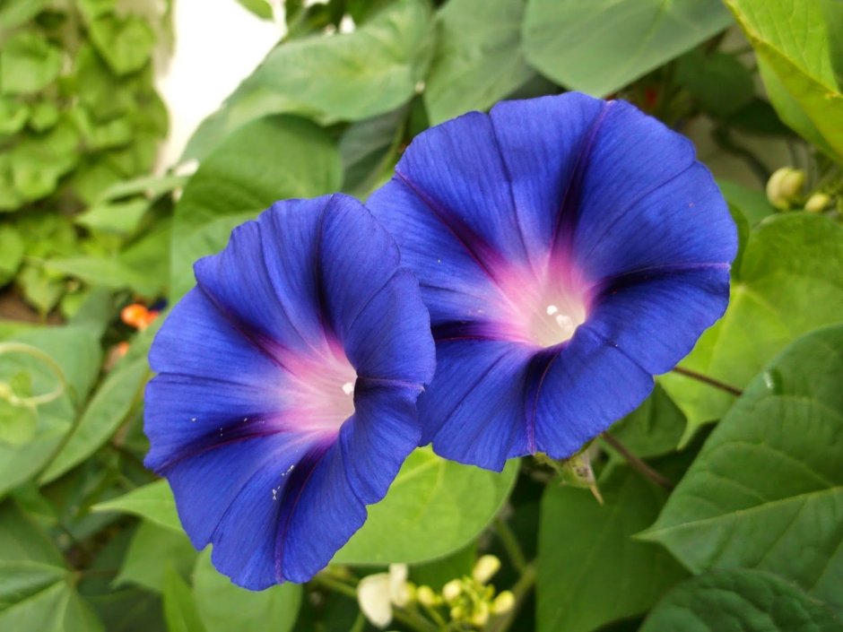 Ипомея плющевидная