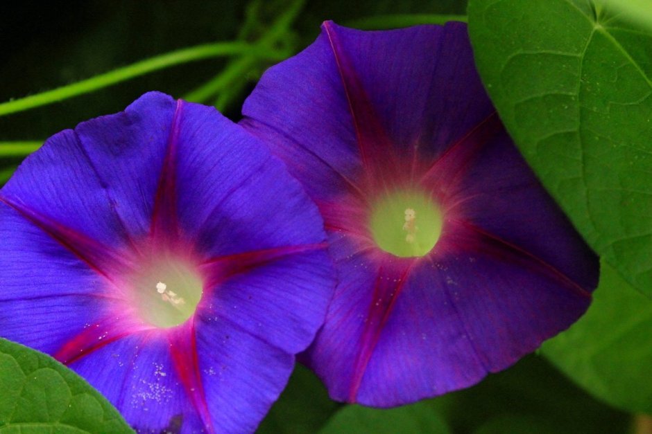 Дурман Трубадур