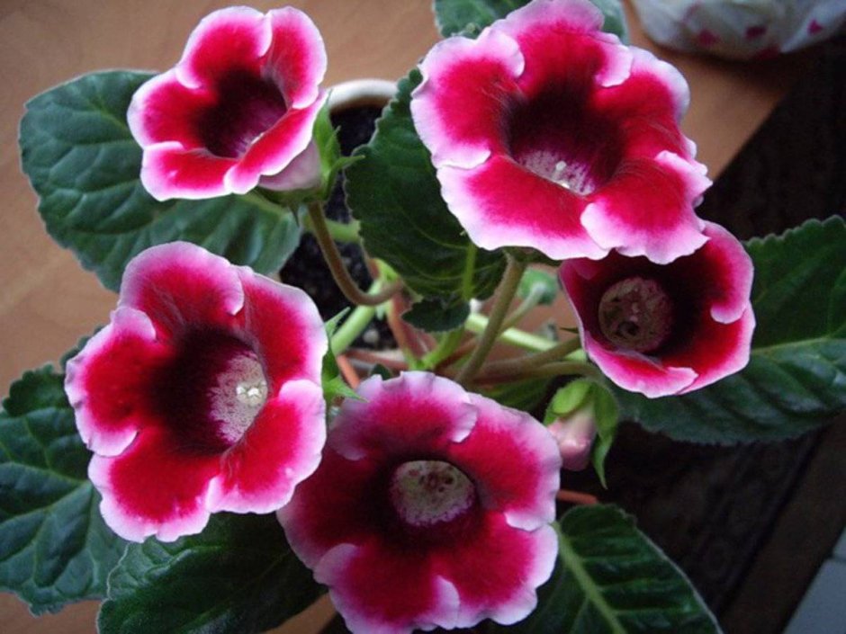 Дурман плетистая