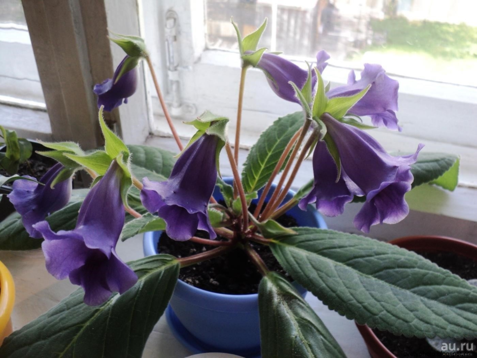 Граммофончики цветы комнатные