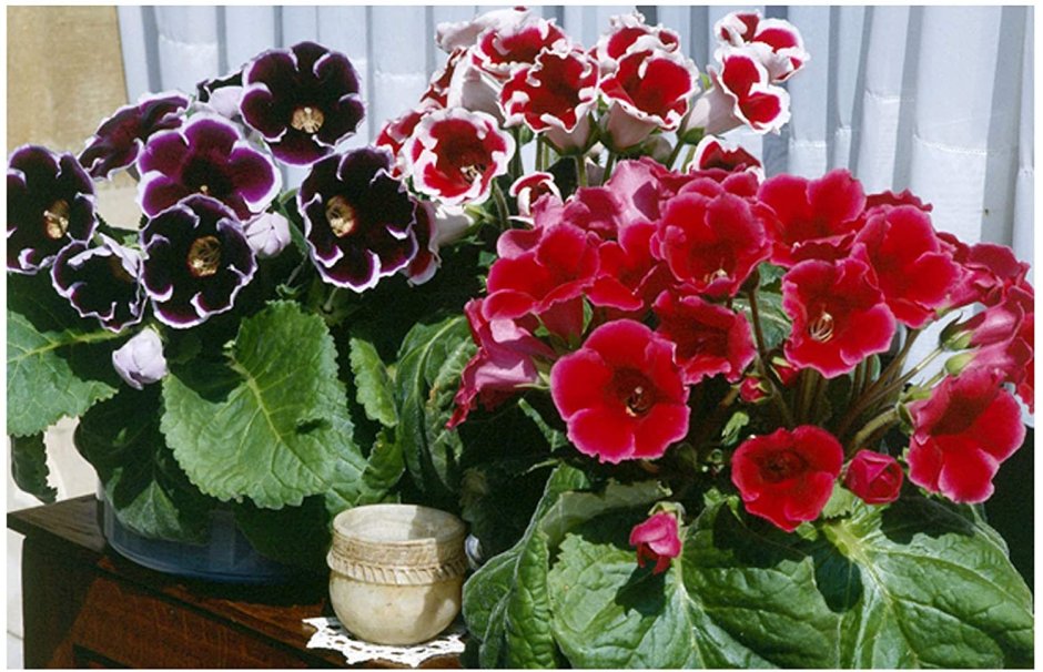 Smithiantha 'АВ-Октябрина