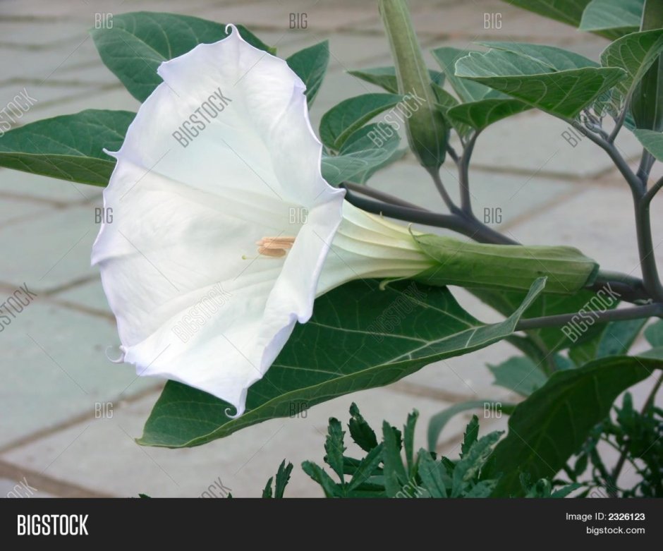 Глоксиния фиолетовая колокольчик