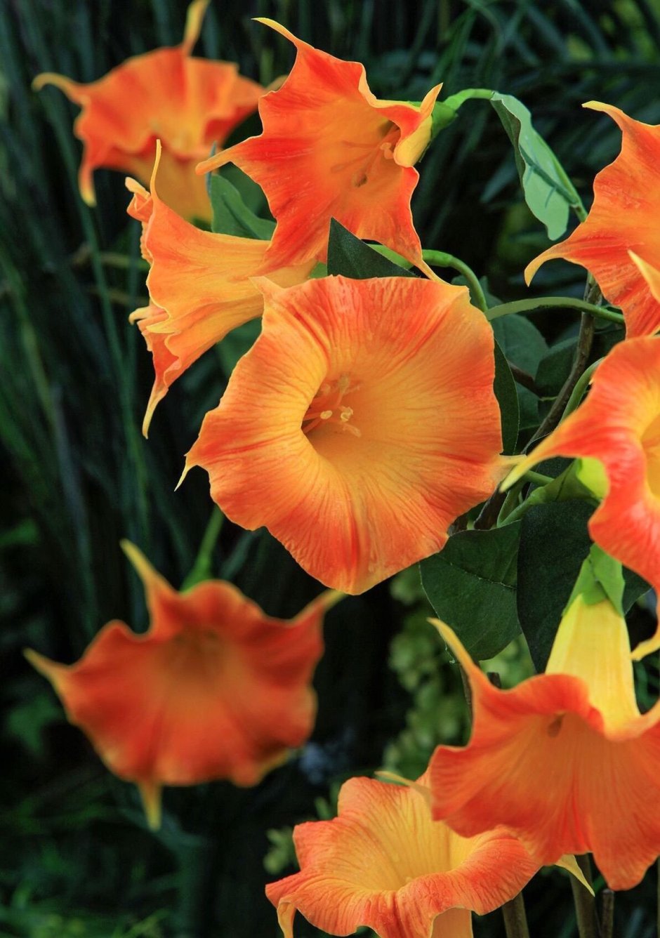 Бругмансия болезни