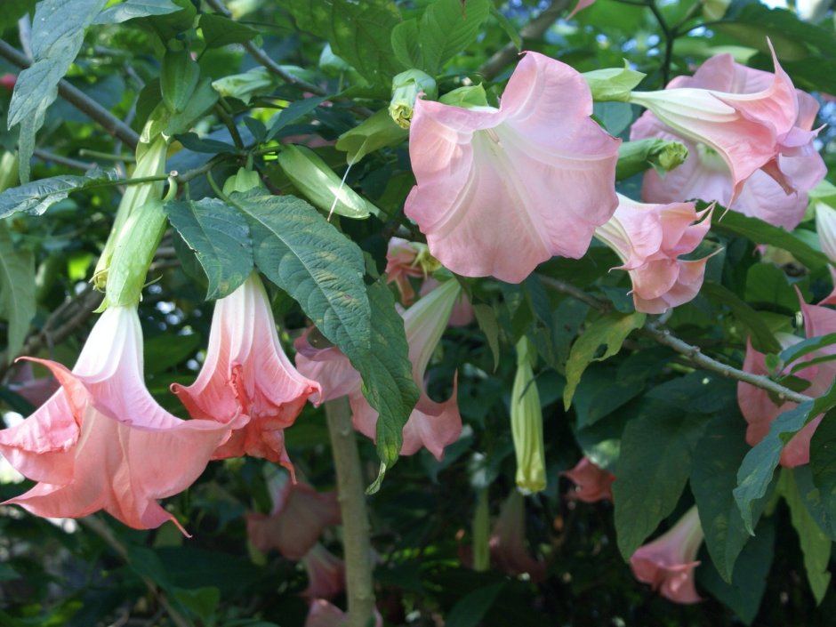 Firepower ахименес