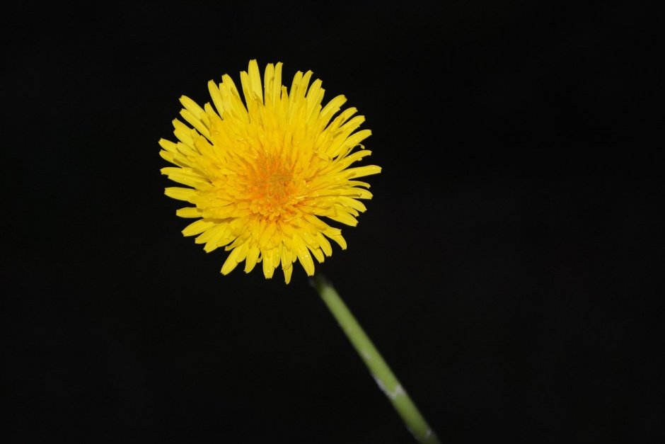 Одуванчиковый цвет палитра