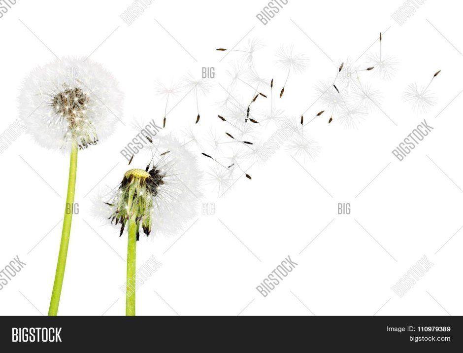 Семя одуванчика на прозрачном фоне