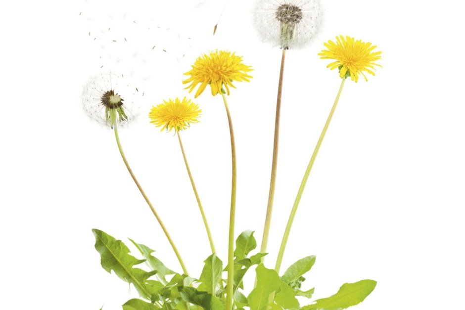 Одуванчик фото на белом фоне