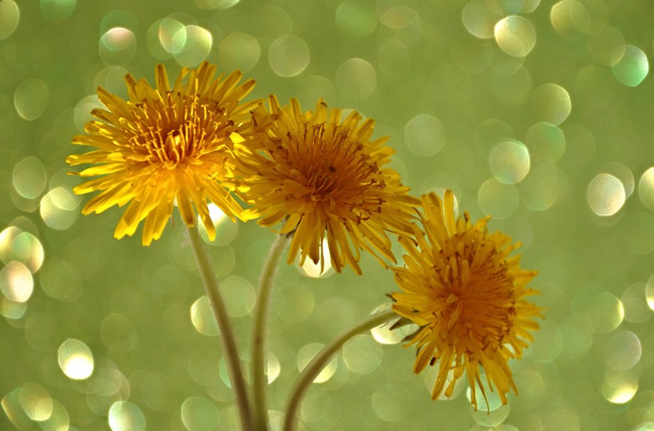 Лепестки одуванчика