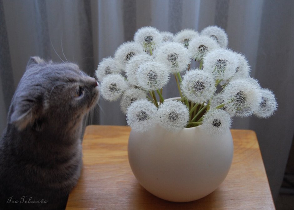 Букет из пушистых одуванчиков