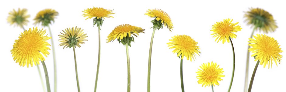 Много белых одуванчиков фон