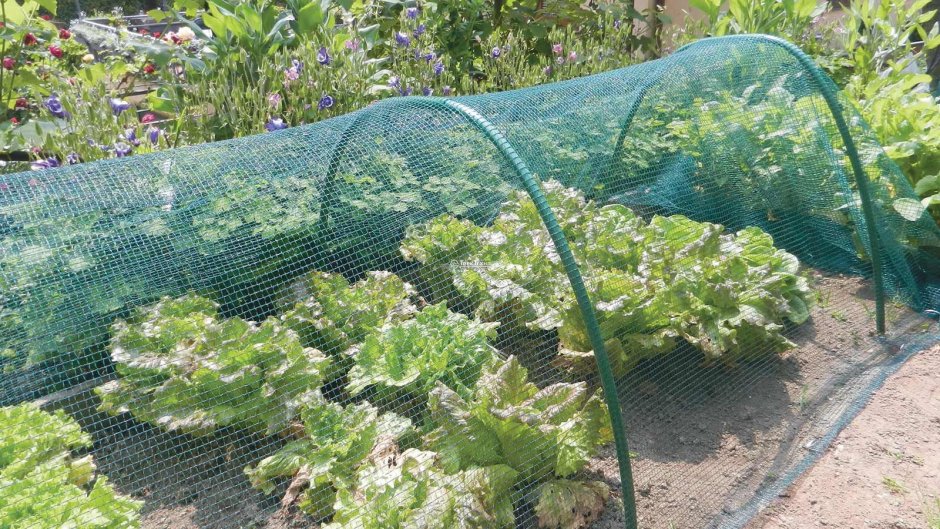 Пергола ТЗ сеткиирабицы