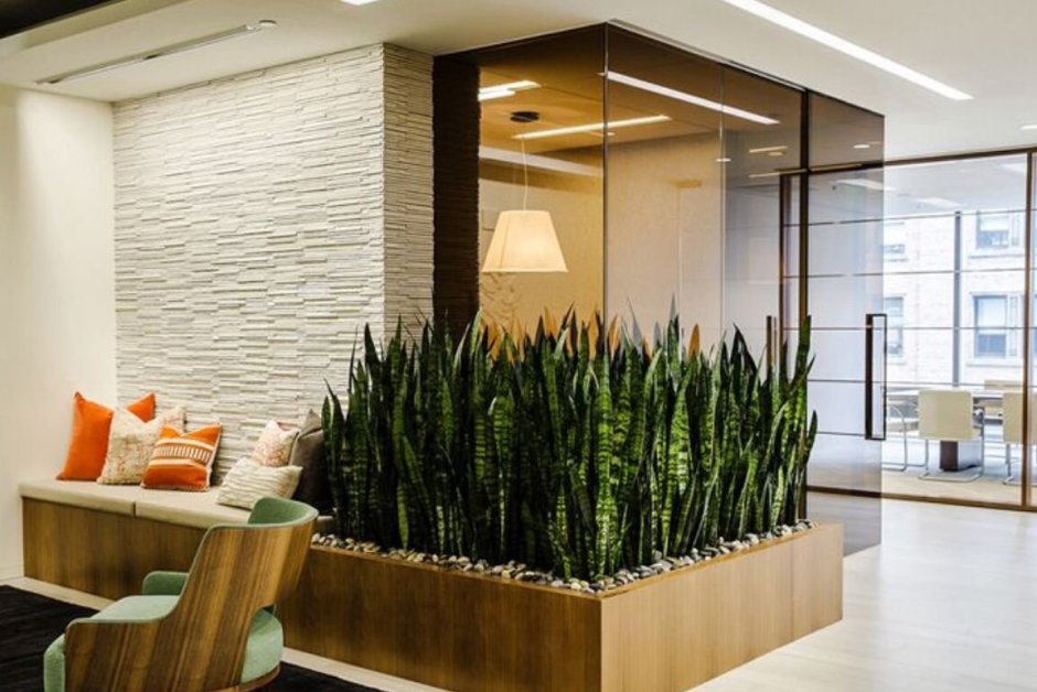 Сансевьера фитодизайн