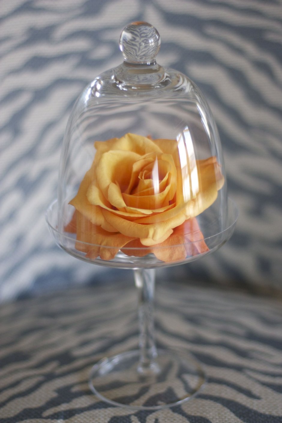 Роза под куполом