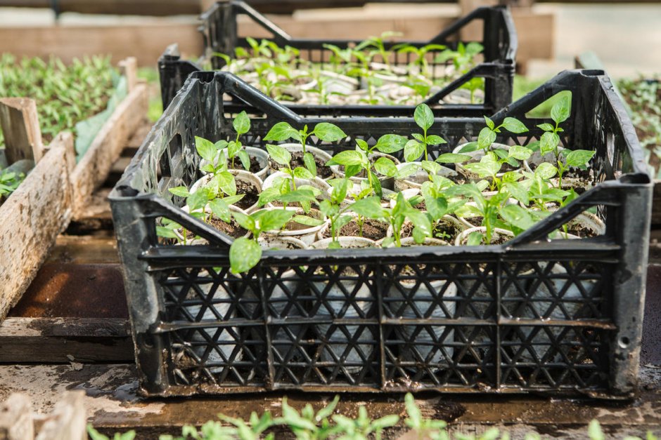 Пластиковые ящики на даче