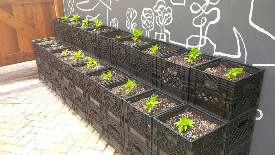 Вертикальные грядки из пластиковых ящиков