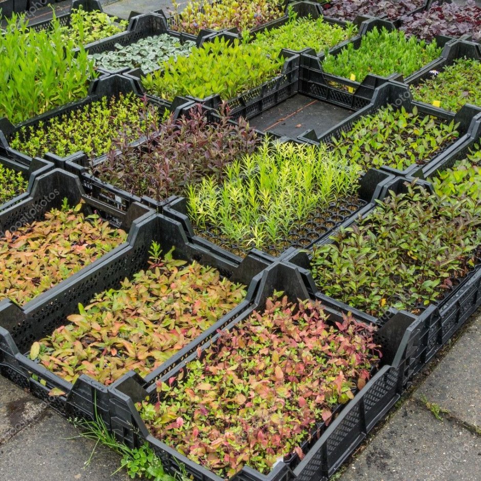 Грядки из пластмассовых ящиков