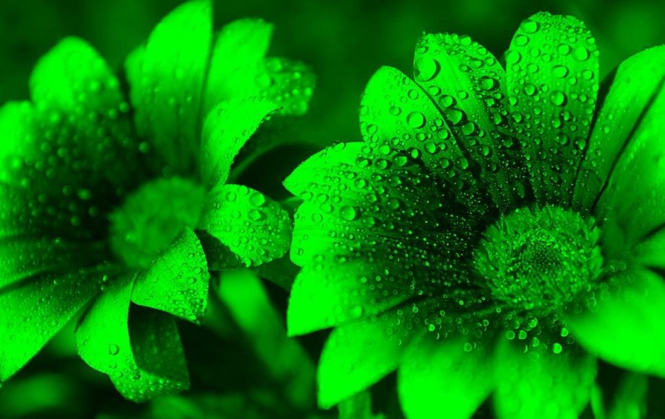 Красивый зеленый