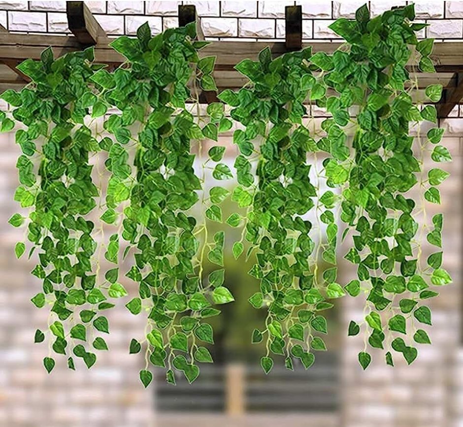 Лиана ампельная горшечная