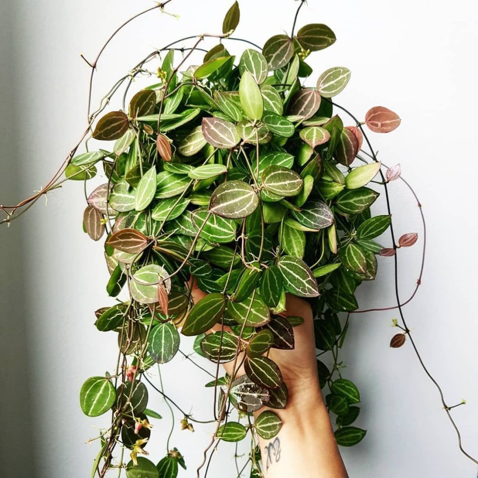 Филодендрон Рафидофора