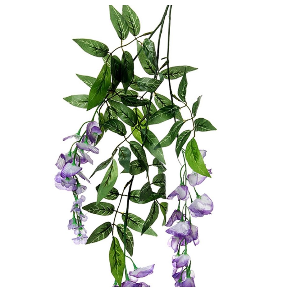 Плющ Глициния