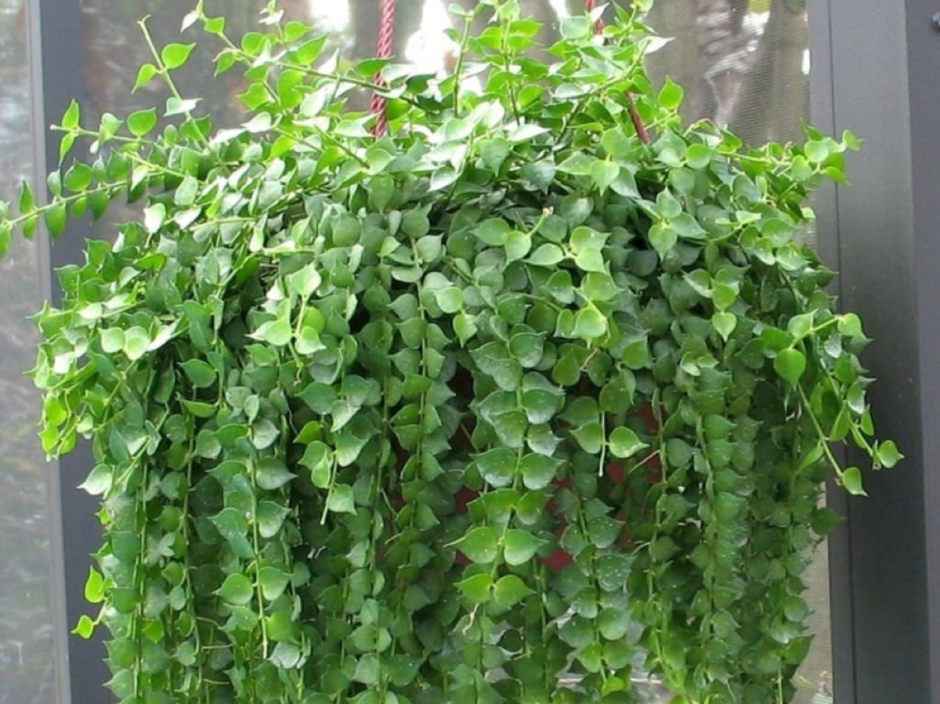 Дихондра Эмеральд Фоллс