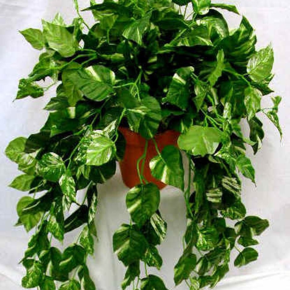 Филодендрон гитаровидный