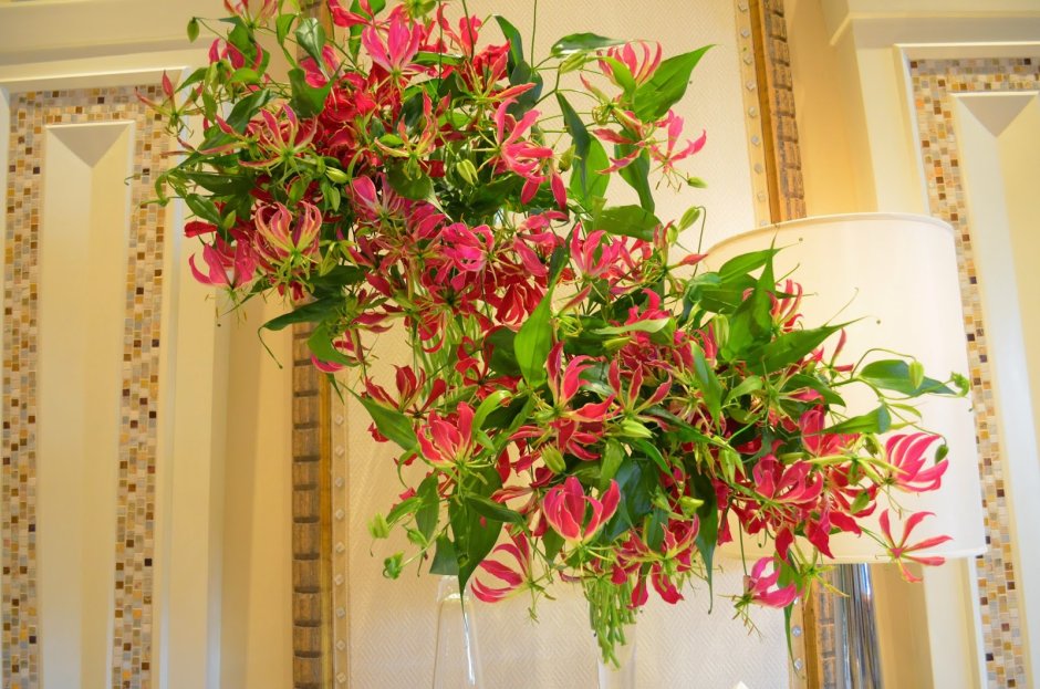 Филодендрон Лиана