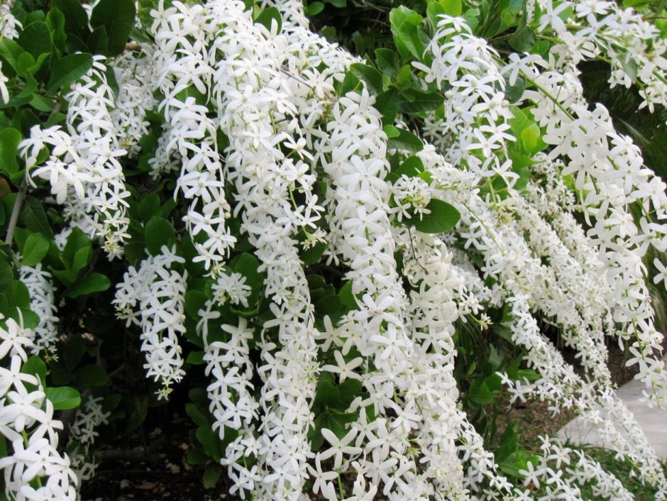 Фуксия ампельная мелкоцветковая