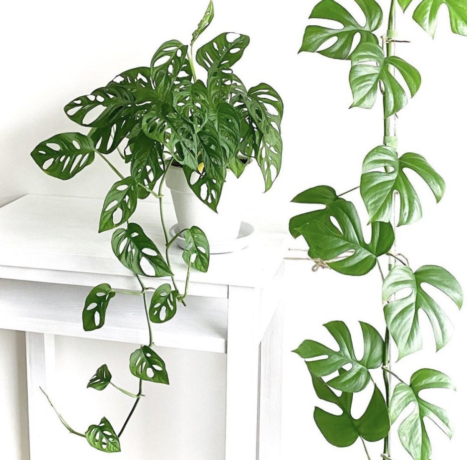 Лиана Эпипремнум размножение