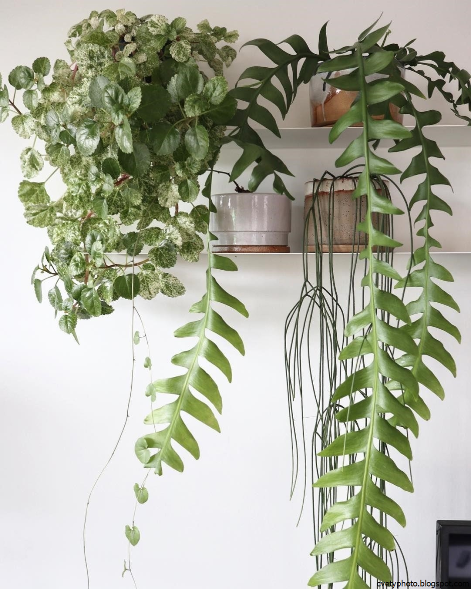 Жасмин Стефанотис