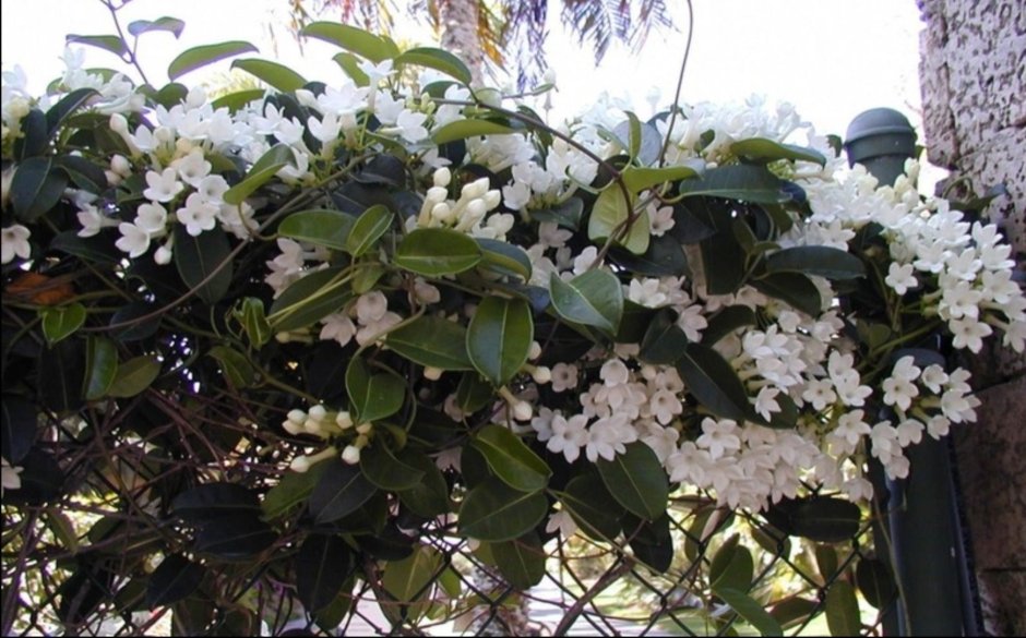 Плющ мужегон