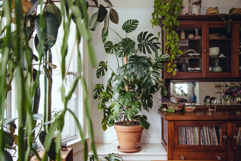 Жасмин Вьюнок комнатное