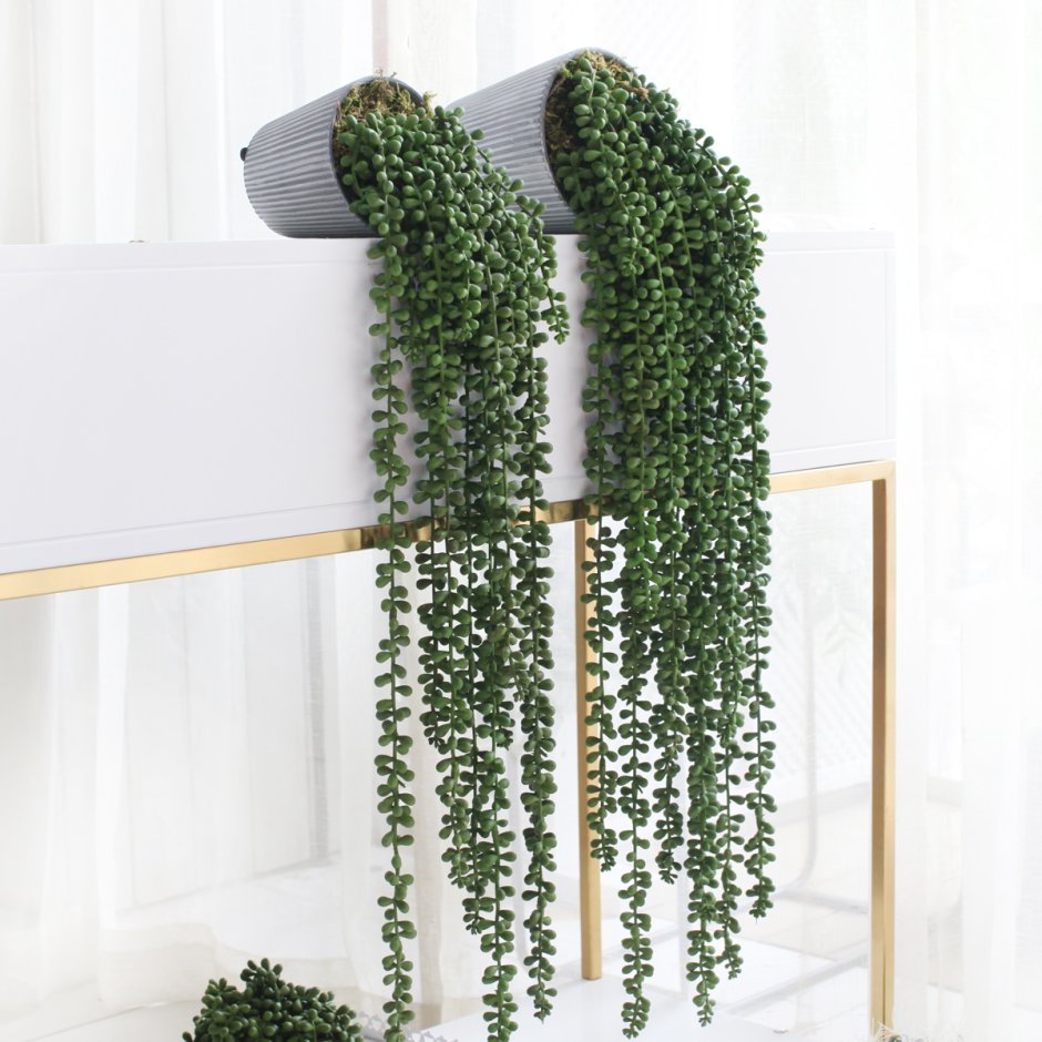 Цветок Лиана дипладения