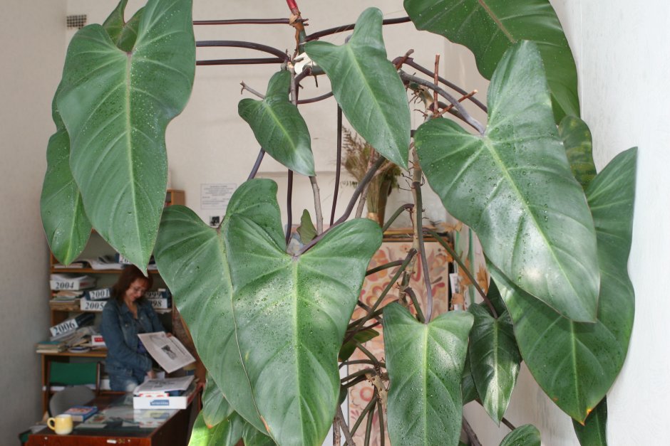 Петрея вариегатная