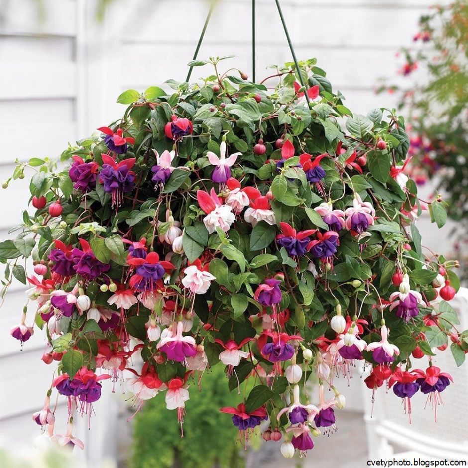 Лиана сциндапсус сингониум