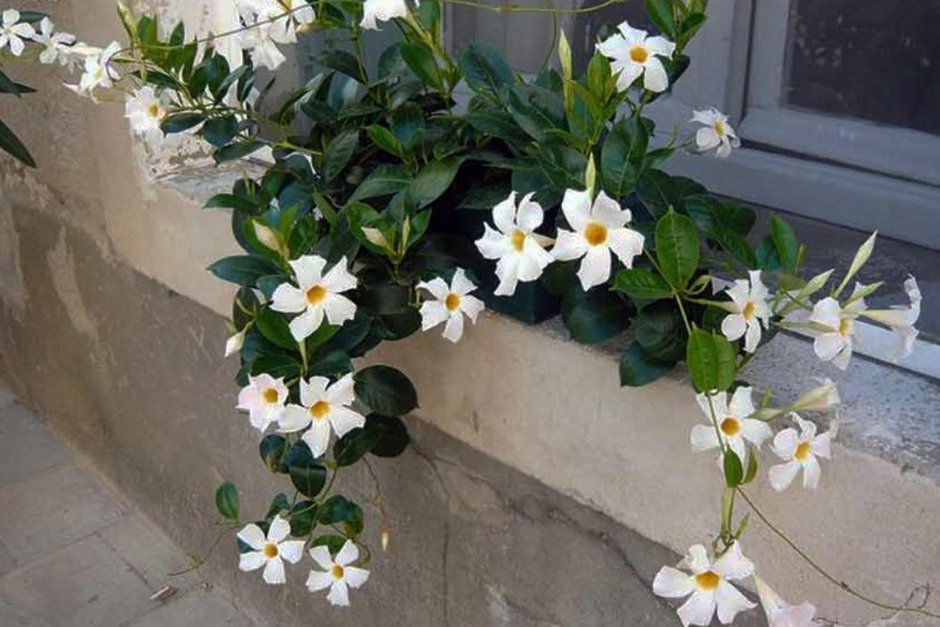 Лиана сциндапсус Эпипремнум