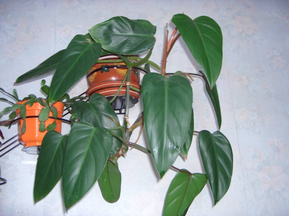 Лиана сциндапсус Эпипремнум